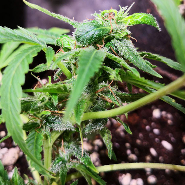 Появление новых листьев Ярко зеленые новые листья