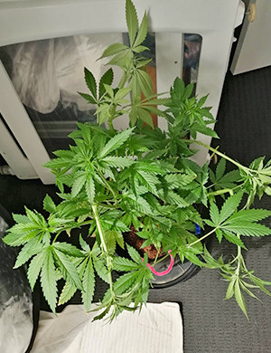 Смена светового режима Куст на шестой неделе выращивания