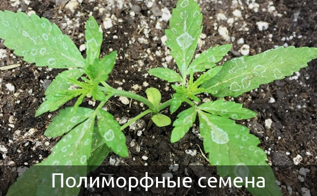 Два объединенных ростка конопли