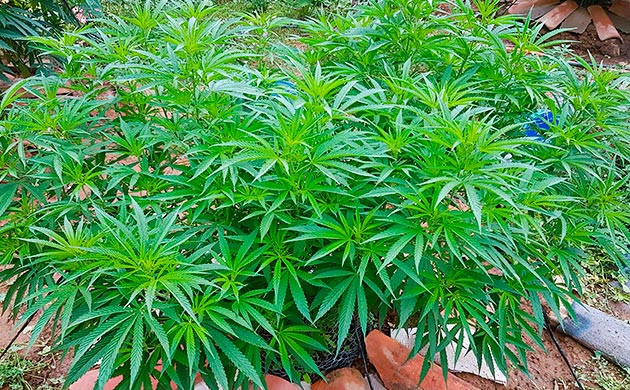 Перевод на цветение растения Runtz Muffin