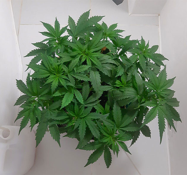 Уход за Critical Orange Punch Auto: стрижка