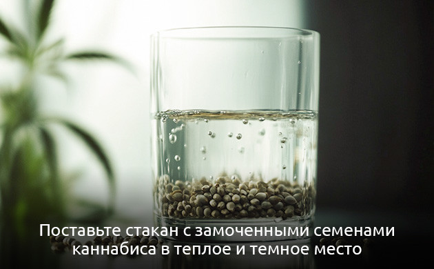 Замачивание семян: первый шаг Замачивание семян конопли для микрозелени