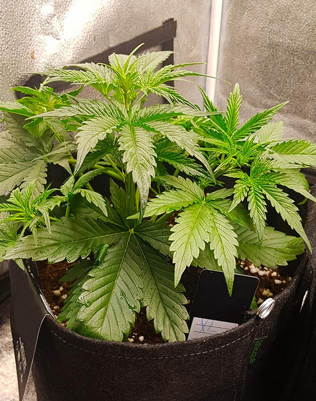 Кустик высотой 35 см