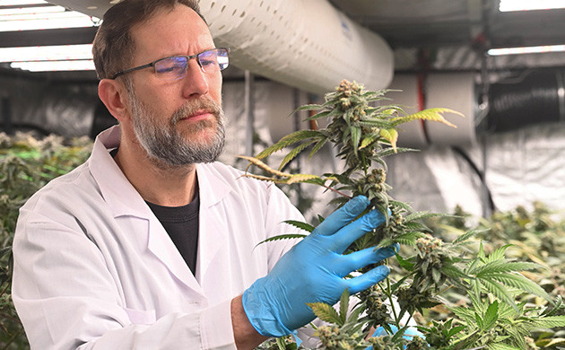 Участники контролируют качество каннабиса