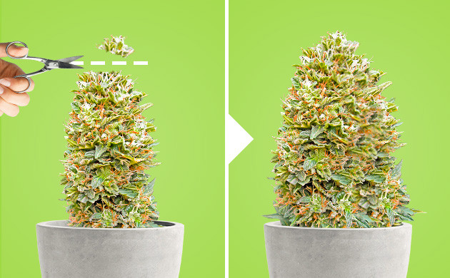 Развитие конопли после техники Backbuilding Обрезка конопли техникой бэкбилдинг