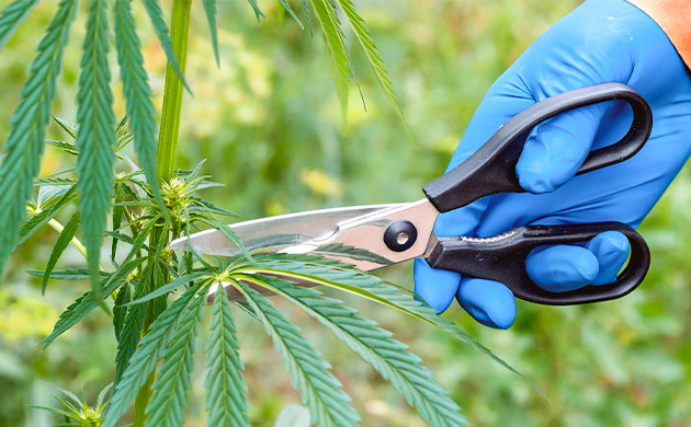 Для чего делают обрезку конопли Обрезка конопли