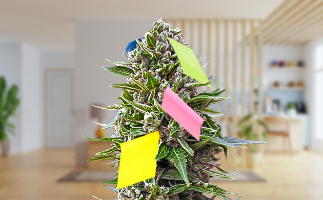 Каннабис обклеенный бумажными стикерами