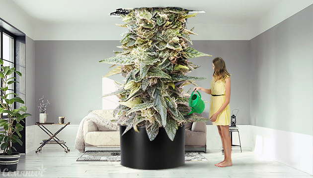 Большие шишки марихуаны