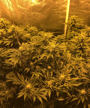 Формирование шишек на 10 неделе выращивания