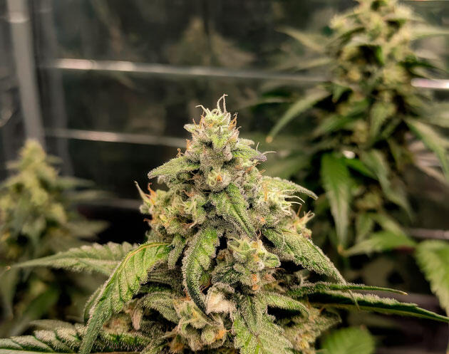 Запах конопли и корректировка удобрений Куст Strawberry Gorilla Auto от FastBuds на 8 неделе