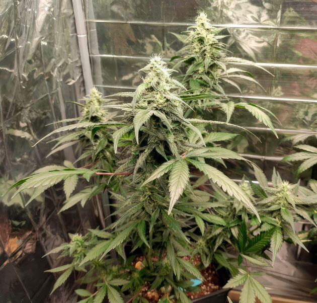 Появление смолы на шишках и корректировка состава удобрений Куст Strawberry Gorilla Auto на 7 неделе развития