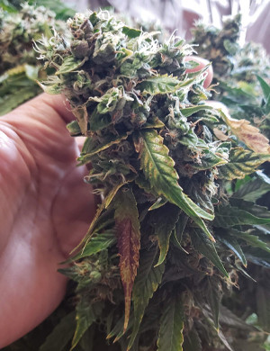 Харвест конопли Mexican Airlines auto fem Соцветия Mexican Airlines auto fem