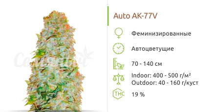 Auto AK-77V от Victory Seeds