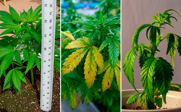 Признаки проблем с корнями у каннабиса