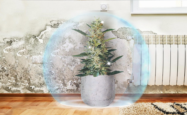 Защита куста конопли от плесени