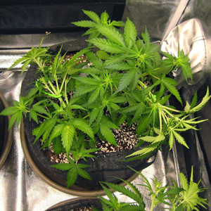 Два куста Tangie'matic после метода LST