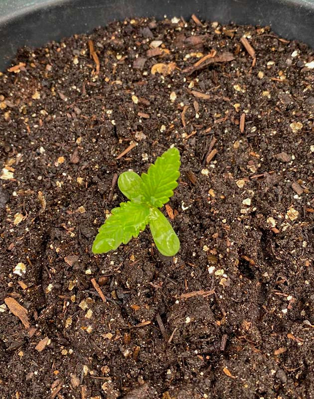 Дожди и высокая влажность Росток Guava Auto от FastBuds на 1 неделе