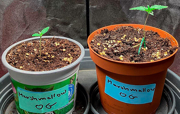 Первые этапы вегетации каннабиса Ранние ростки каннабиса на первой неделе вегетации