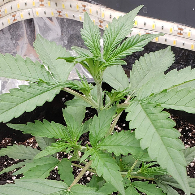 Применение удобрений Alchemist Stout MSA и Cali Pro на 4 неделе грова Куст Mexican Airlines auto fem на 4 неделе гровинга