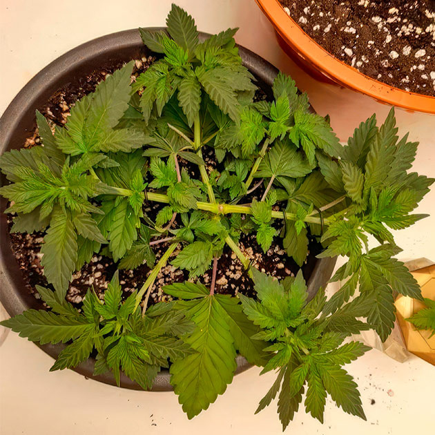 Естественный переход в новую среду.