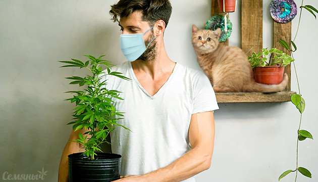 Выращивание марихуаны в карантин