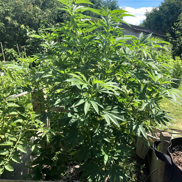 Куст ростом 140 см