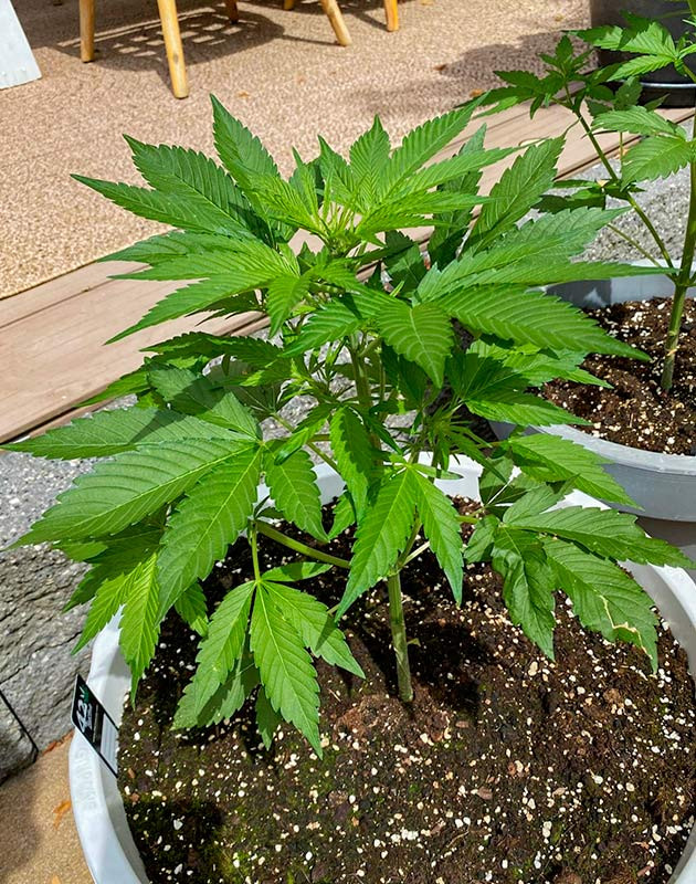 Медленное развитие растишек Кусты Guava Auto от FastBuds на 6 неделе