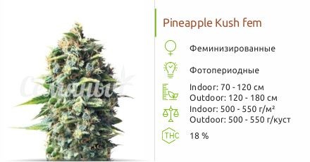 Pineapple Kush fem от Royal Queen Seeds