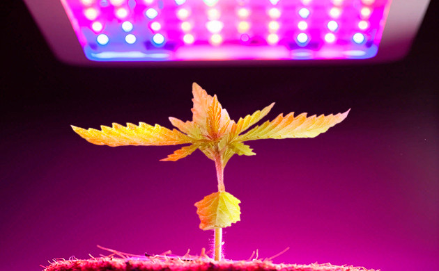 Преимущества ЭСЛ ламп для культивации каннабиса Недостатки ЭСЛ ламп в выращивании конопли