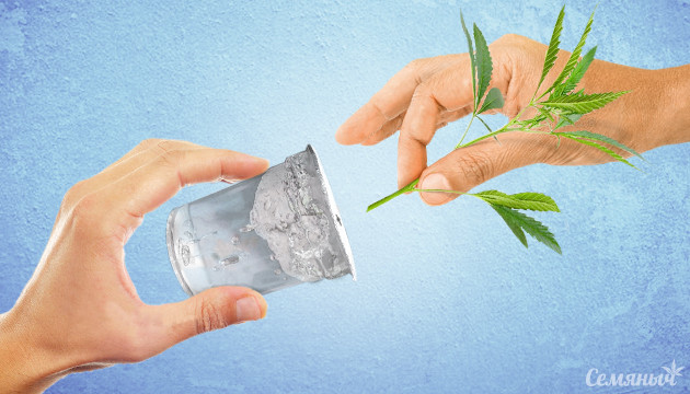 Питательные вещества для черенков и клонов конопли Черенок в питательном веществе