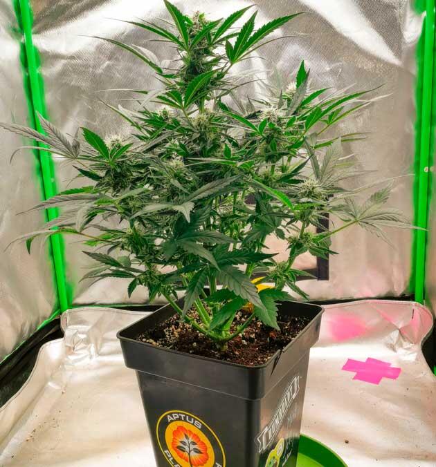 Каннабис ростом 42 см