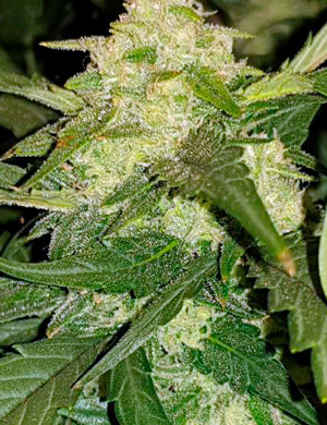 Трихомы на шишке