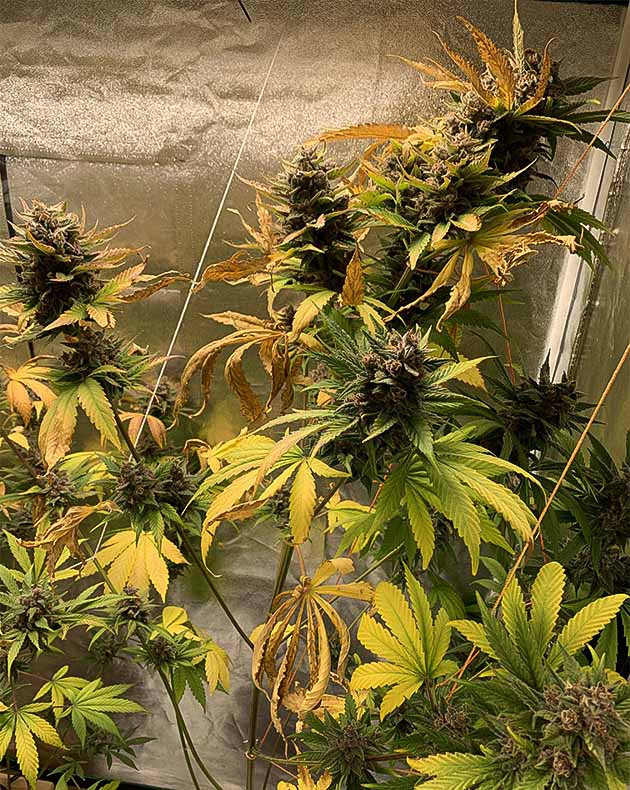 Сбор урожай с куста Purple Lemonade Auto предхарвест кустов Purple Lemonade Auto