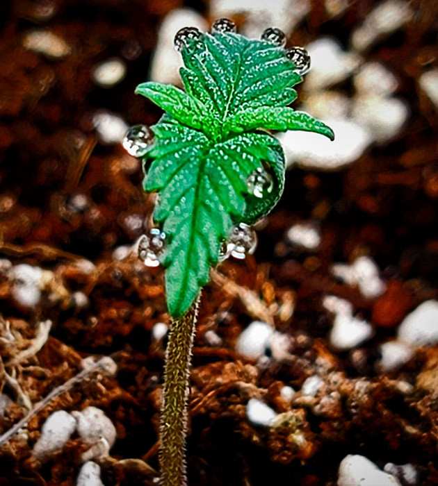 Проращивание Gorilla Zkittlez Auto Проращивание семян конопли Gorilla Zkittlez Auto