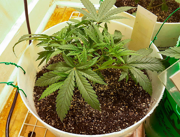 Растишка Strawberry Amnesia от Herbies Seeds ростом 13 см