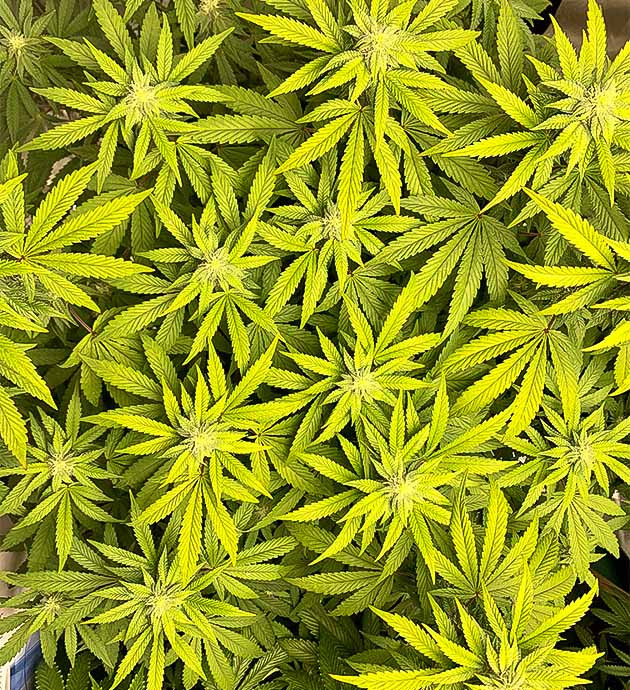 Восстановление после дефолиации Подкормка Roots Organics для Notorious THC