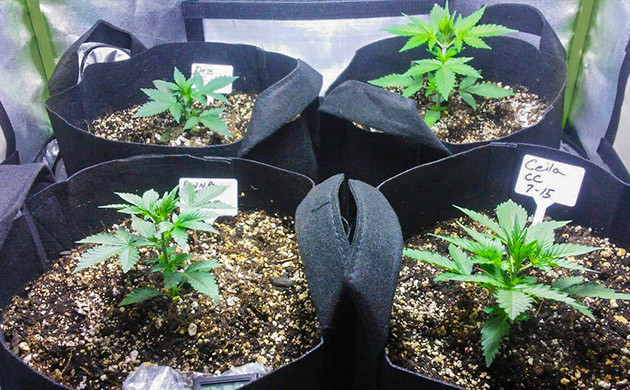 Третья неделя вегетации Четыре ростка в гроубоксе