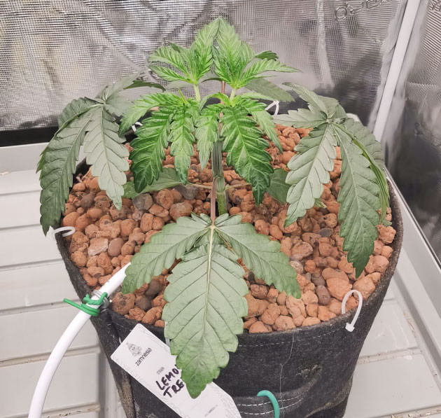 Восстановление после топпинга Lemon Tree: адаптация и рост