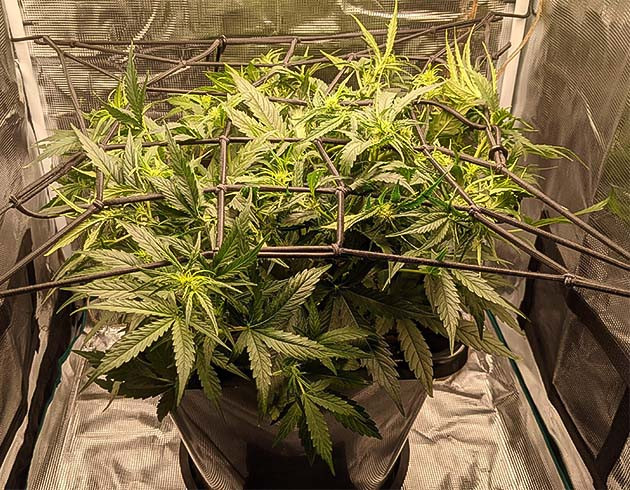 6 неделя выращивания Critical Kush Auto