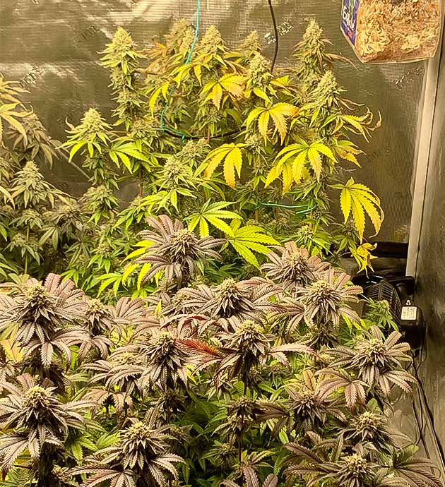 Промывка каждые три дня Трихомы Notorious THC побелели