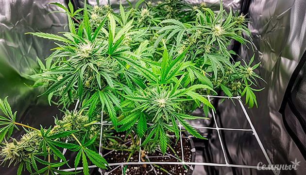 Установка подпорок и подвязка конопли