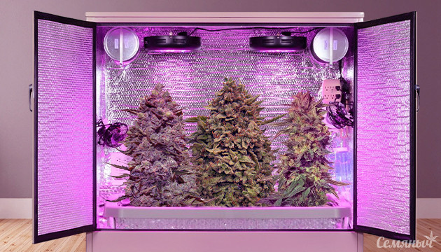 Сорта конопли для совместного выращивания в гроубоксе Сорта конопли для гроубокса