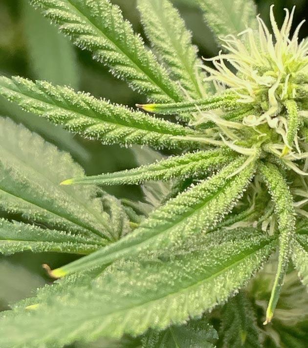 Куст Fullgas на 7 неделе выращивания