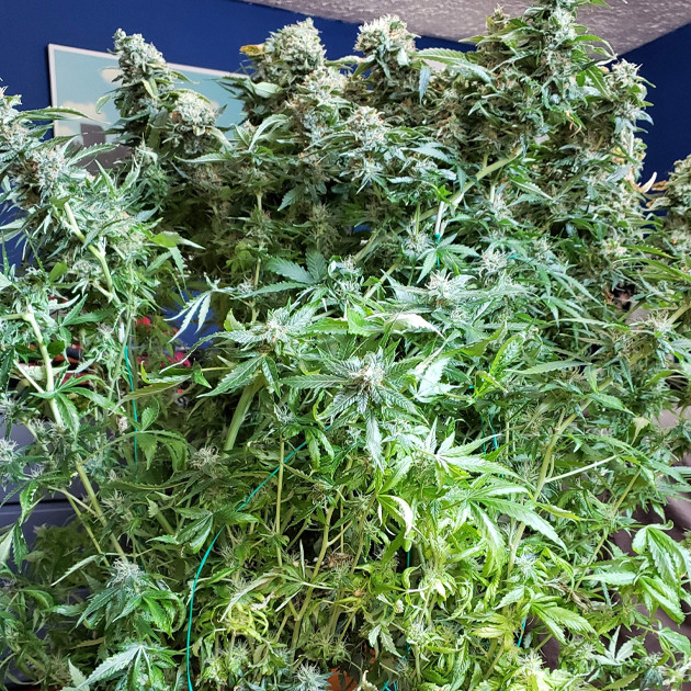 Применение подкормки King Kola и Cal Mag перед промывкой Mexican Airlines auto fem Куст Mexican Airlines auto fem перед харвестом