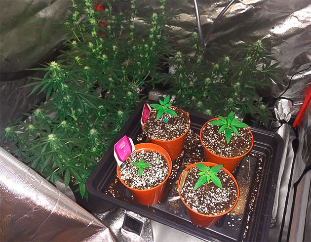 Проращивание семян конопли Wedding Gelato