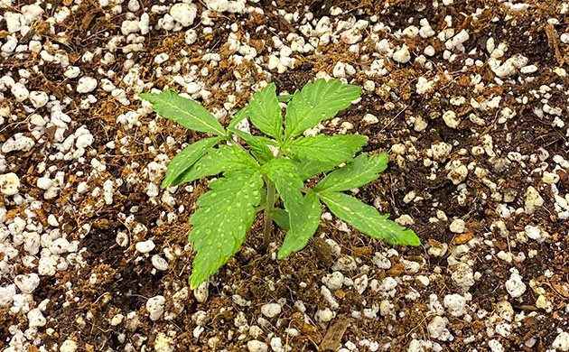 Медленное развитие ростка на второй неделе Росток с двумя парами веерных листьев