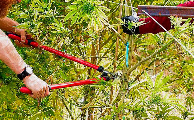 Инструменты для обрезки каннабиса: секаторы и тримминг ножницы Ножницы и секаторы для гровинга: инструменты для обрезки и харвеста