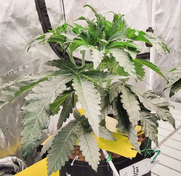 Открытие пространства для роста Поддержание стабильного режима полива