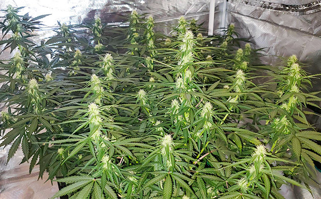 Развитие бутонов Auto Lemon Kix