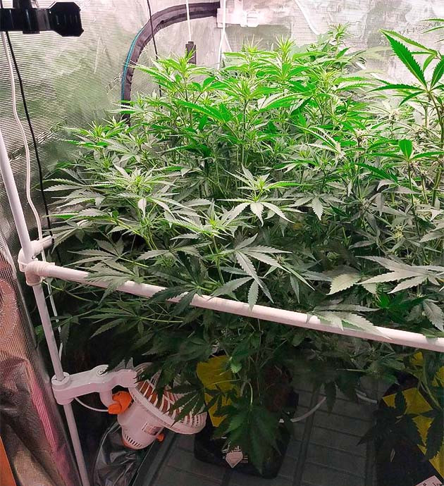 Гигант в гроубоксе Amnesia Zkittlez Auto